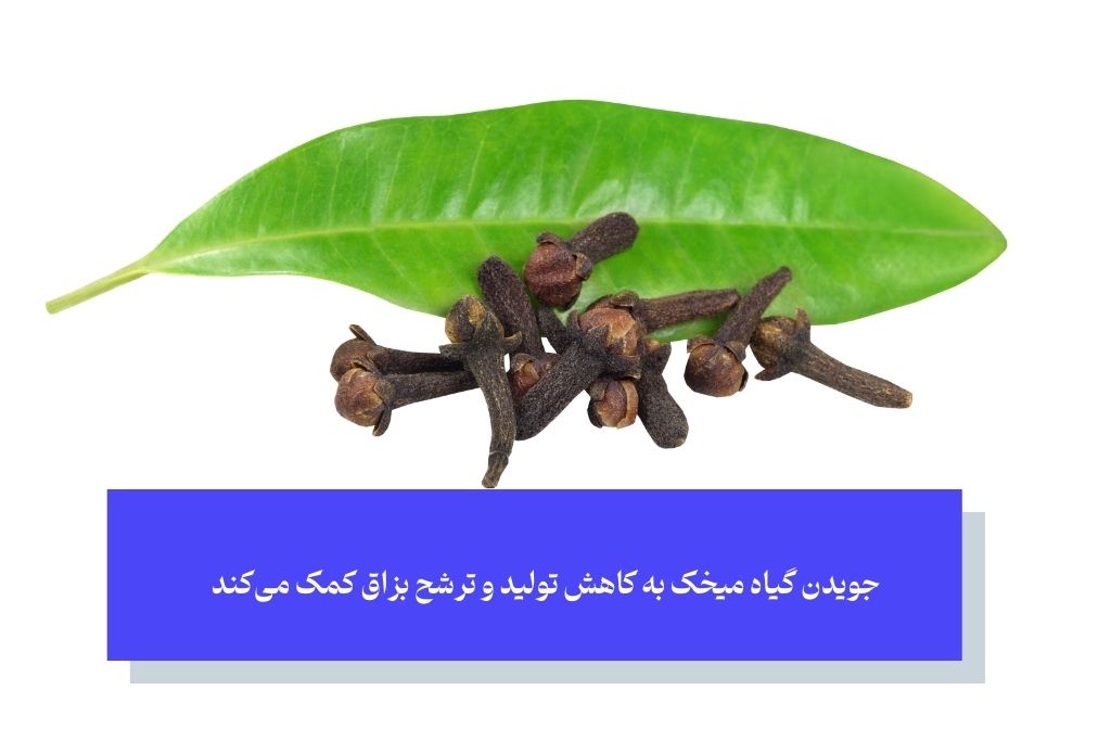 علت زیاد شدن بزاق دهان و نقش جویدن گیاه میخک